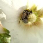 bine, flower, dust, summer, close up
